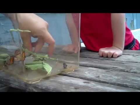 When a Boy Sets His Butterfly Free, Hilarity Ensues [VIDEO]