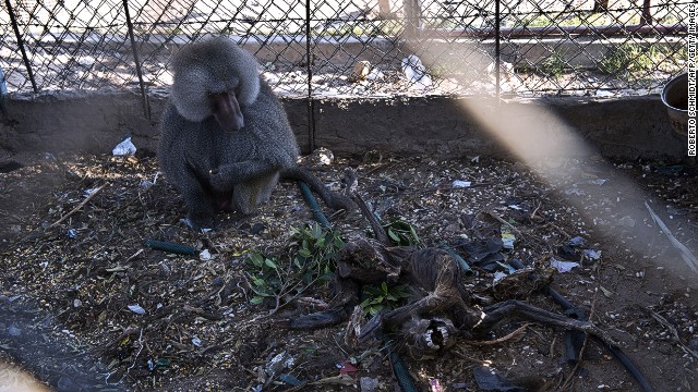 Gaza's zoo animals caught in crossfire of Israel-Hamas conflict
