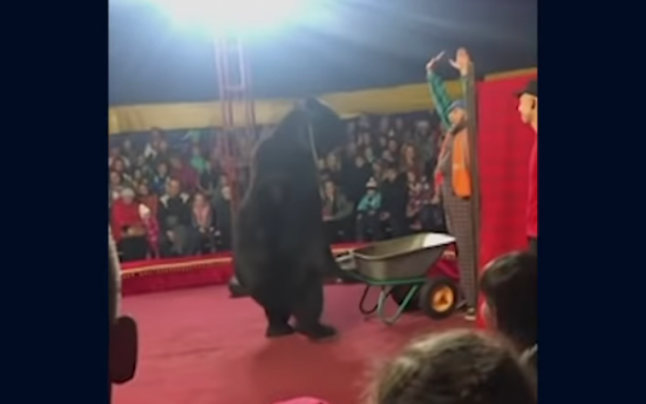 VIDEO Momentul în care un urs de circ îşi atacă dresorul, la doi paşi de publicul îngrozit