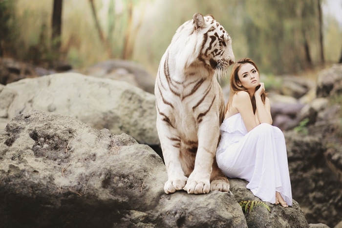 Tigru: Cel mai dorit animal de companie exotic din lume