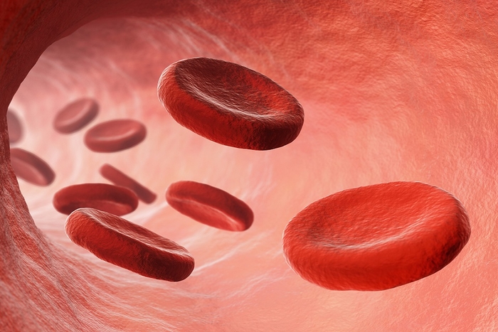Cât de repede circulă sângele in corpul uman?