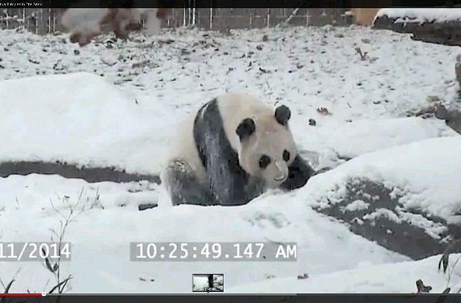 Giant Panda Playing Will Make You Wish It Was A Snow Day Today