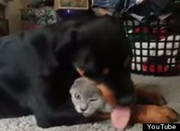 Overzealous Rottweiler Loves His Cat BFF A Liiiittle Too Much