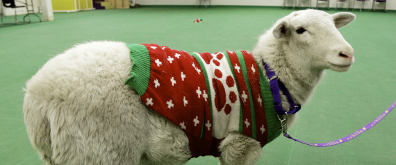 Sheep Found Wearing Christmas Sweater Finally Reunited With Family