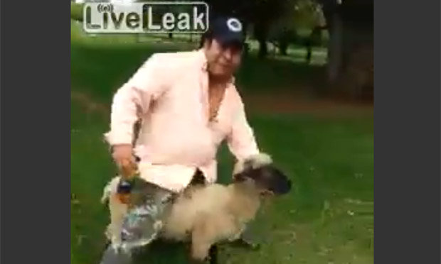 Watch: Drunk man rides sheep and then gets the perfect karmic reward