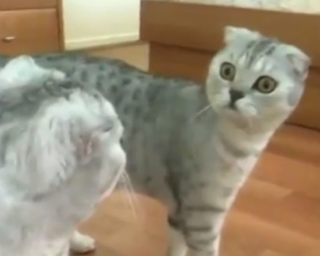 Watch This Cat Realize With Horror That It Is A Cat