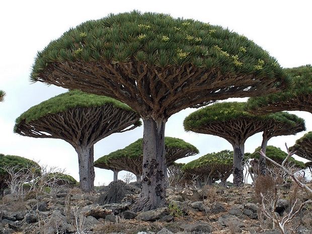 Самые странные и удивительные деревья
