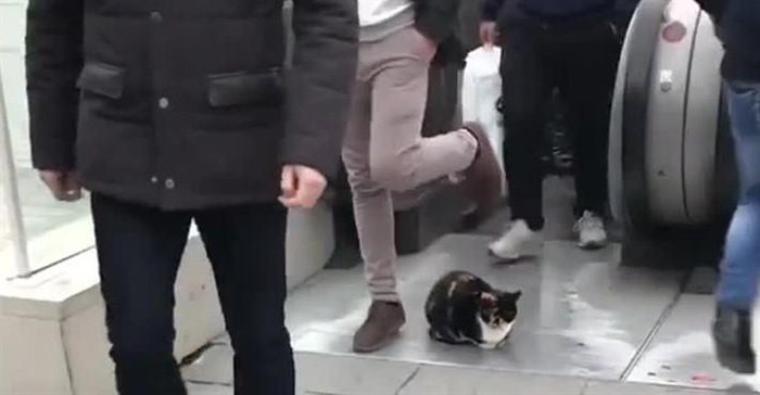 Невозмутимый кот заблокировал эскалатор в Стамбуле