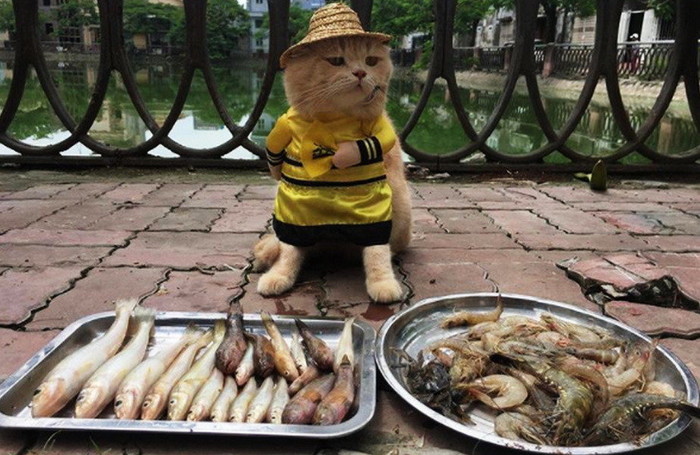 VIDEO Cea mai tare pisică din lume. Se ocupă cu vânzarea de peşte!