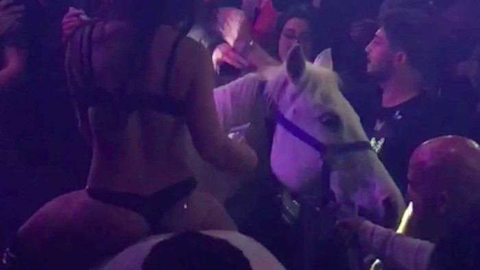 VIDEO Imagini incredibile! Au băgat calul într-un club de noapte