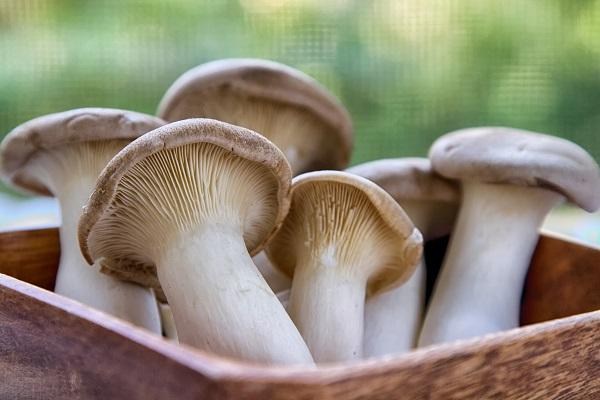 Cinci lucruri fascinante despre ciuperci