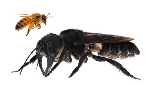 Cea mai mare albină de pe Pământ a fost redescoperită în Indonezia, după 38 de ani