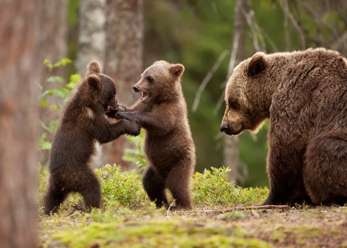 Curiozități despre urși