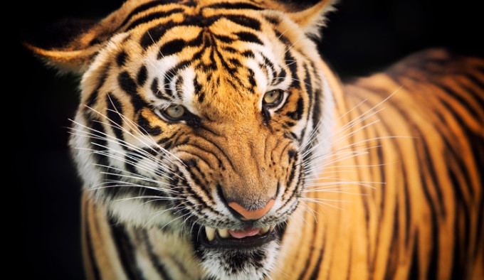 O tanara din India a supravietuit miraculos dupa ce a fost atacata de un tigru. Cum a reusit sa se salveze - FOTO