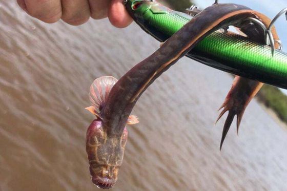 Un pescar din Australia a prins un peşte STRANIU. „Semăna cu ceva ce vezi în filmele de groază” | FOTO