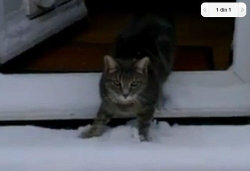 VIDEO SUPER AMUZANT: Cum reactioneaza o pisica prima data cand vede zapada
