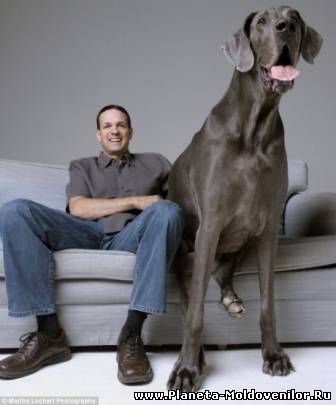 Cel mai mare câine din lume: Are 114kg şi se teme de chihuahua