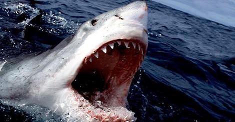 Great White Shark Attacks Swimmer While Onlookers Make Fun of Him