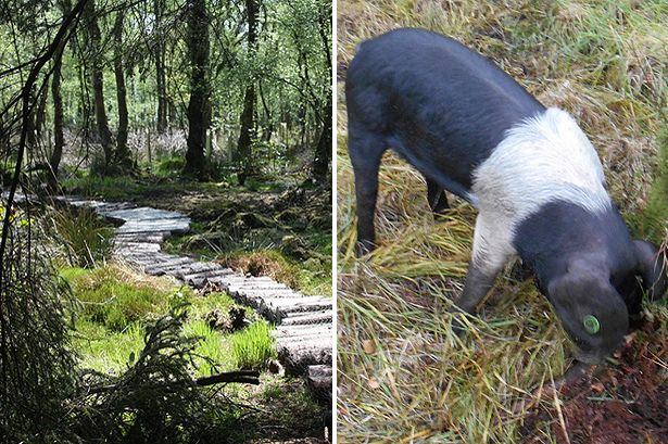 Farmer finally catches three runaway pigs and discovers they have 'DOUBLED