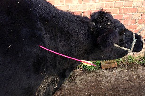 Police hunt sick thug who shot cow in neck with crossbow