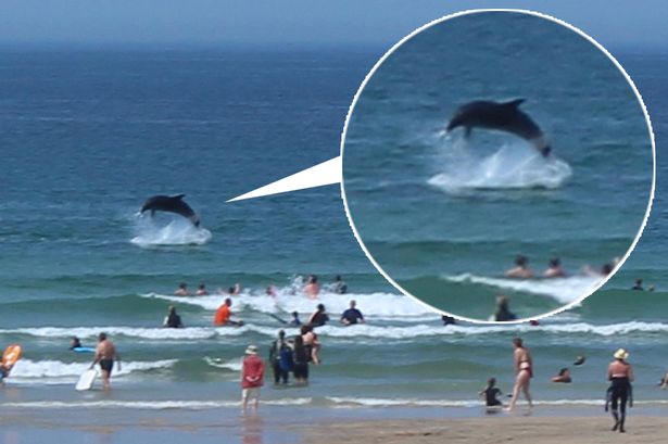Stunning moment dolphins perform acrobatics just metres from holidaymakers on Cornish beach