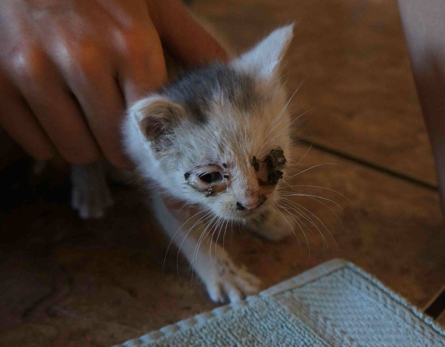 Let meow-t! Kitten trapped behind wall is saved... by earthquake rescue team