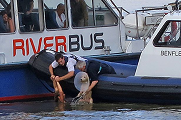 Heroic woman who dived in Thames to save drowning dog is rescued by passing boat