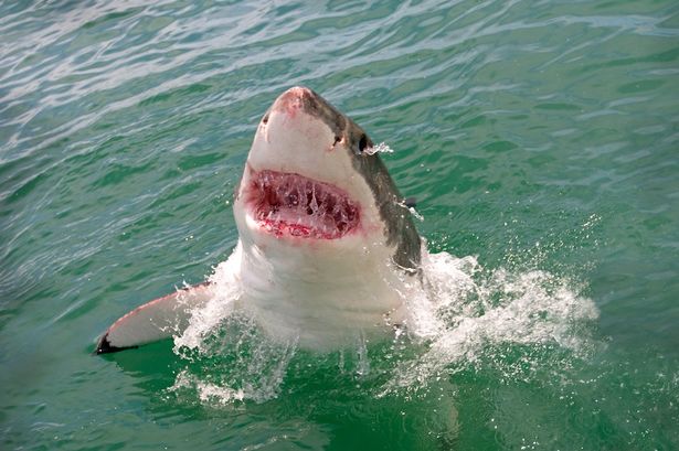 Great White Shark attack swimmer: 'God and a punch on the nose saved my life