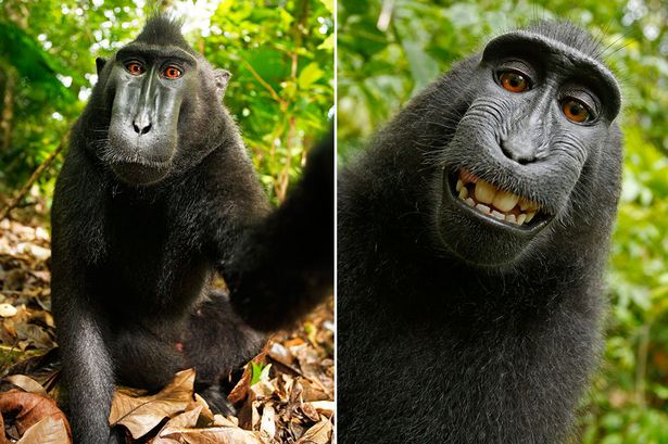 Wikipedia refuses photographer's request to remove animal selfie because MONKEY took the picture