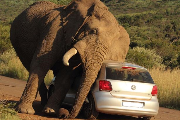 Hilarious moment elephant uses CAR to relieve an itch