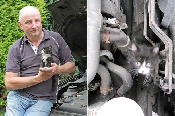 Motorist narrowly avoids cat-astrophe after finding tiny kitten hiding in car ENGINE