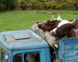 Ukrainian tried to get to the Crimea, hiding in the car with cows - SBS