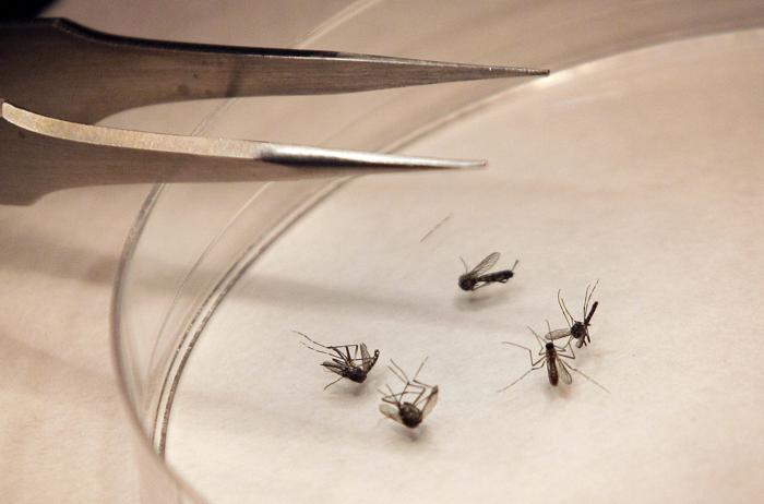 Brighton Mosquitoes Test Positive for West Nile