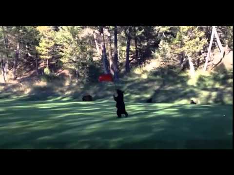 Hilarious moment baby BEAR interrupts game of golf to swing on the flag pole