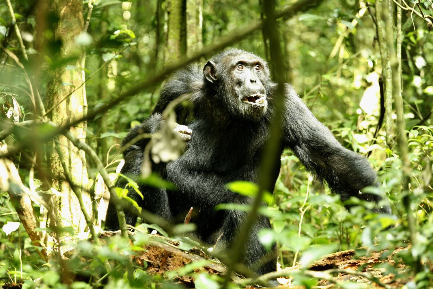 Chimpanzees are natural born killers, study says, and they prefer mob violence