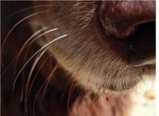 Why Do Dogs Have Whiskers?