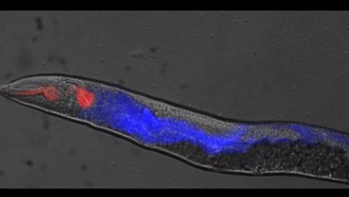 Cum se instalează moartea în organism. Un experiment fără precedent surprinde momentul